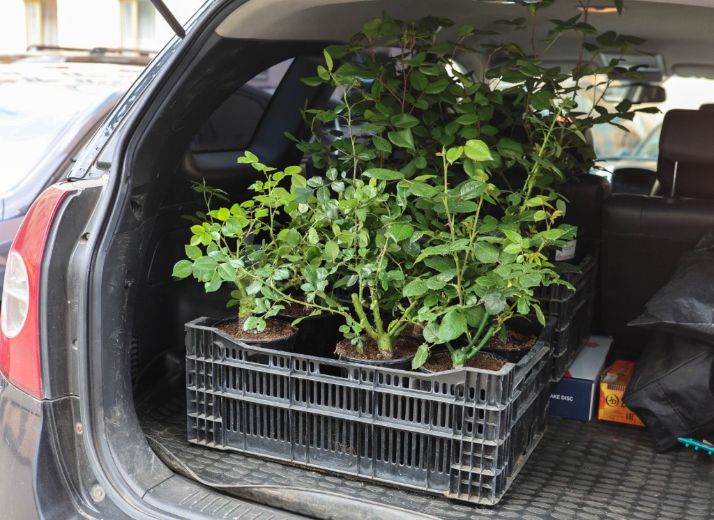 Из Воронежа в Северодонецк доставят девять кустов роз, которые высадят в центральном парке города