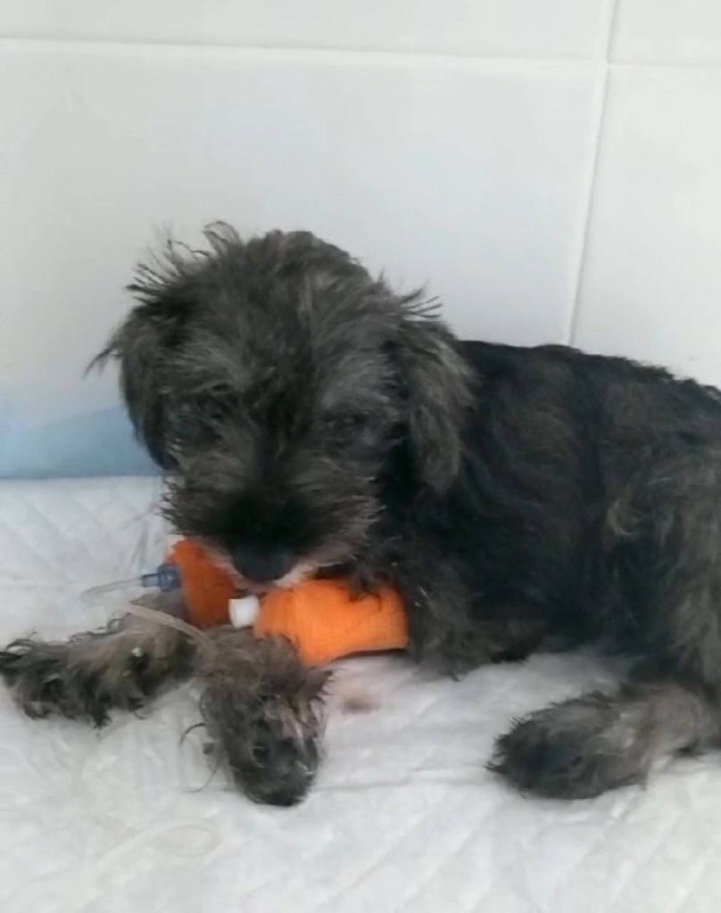 Владельцы животных в России боятся прививать питомцев отечественными препаратами