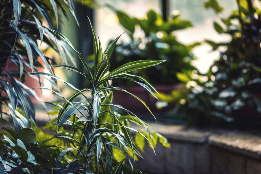 Садовый центр Веры Глуховой из Самарской области выходит на зарубежные рынки Садовый центр Веры Глуховой из Самарской области выходит на зарубежные рынки