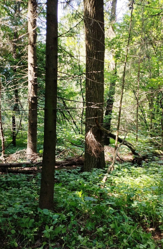 В Городском округе Пушкинский реализуются активные мероприятия по оздоровлению лесов и прилегающих зон