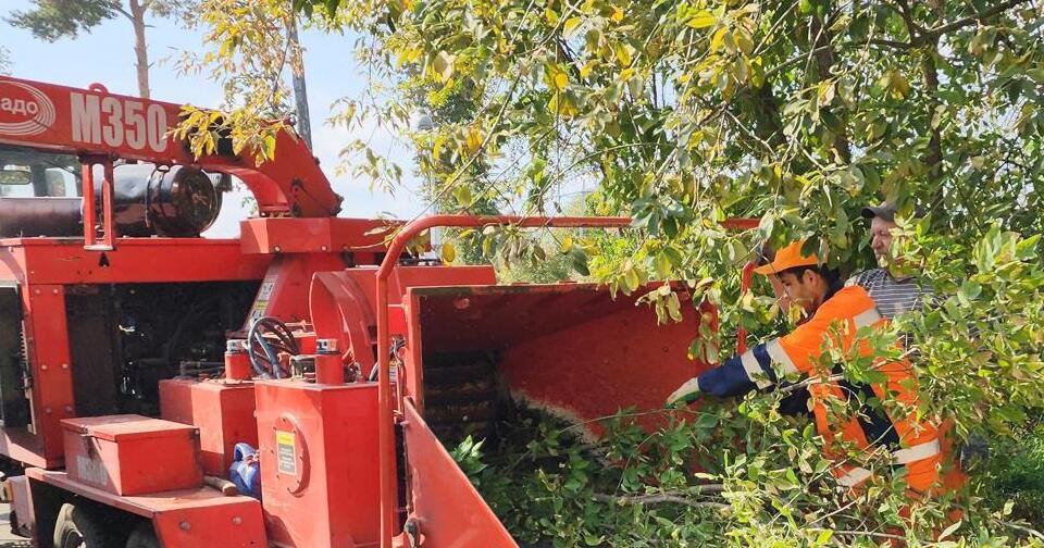 В Ивантеевке в Детском проезде выполнен спил аварийных деревьев в рамках подготовки к демонтажу дома