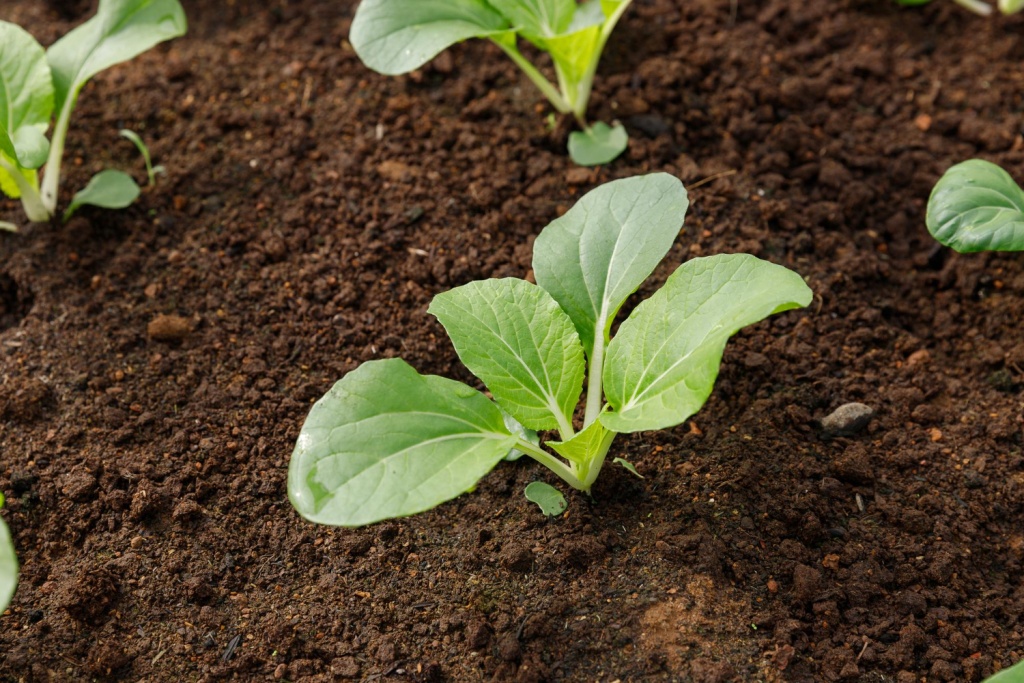Самарский овощной комплекс "Тепличный" внедрил бережливые технологии Самарский овощной комплекс "Тепличный" внедрил бережливые технологии